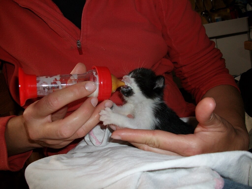 So fütterst Du ein Katzenbabies richtig
