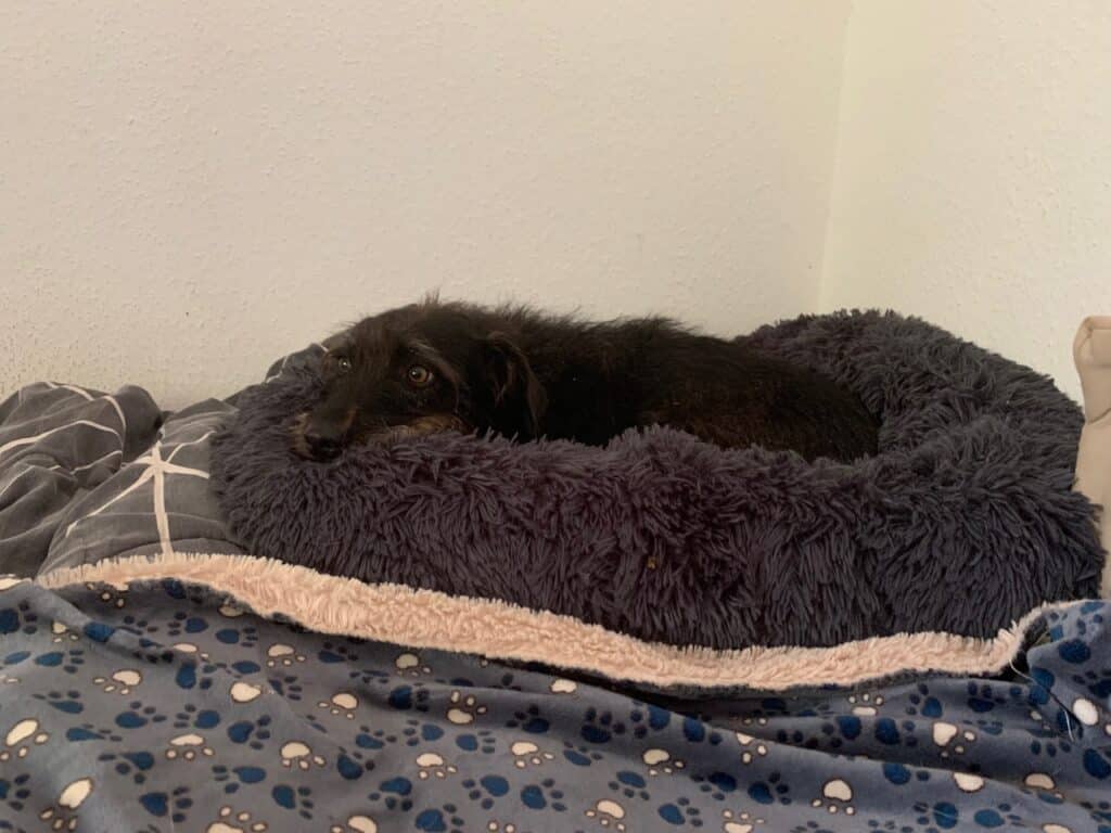 Die schwarze Terrier-Mix-Hündin Pepper liegt in einem flauschigen Donut-Hundebett. Die Beschriftung lautet: Manche Hunde bevorzugen ein flauschiges Hundebettchen, in dem sie sich richtig einkuscheln können.