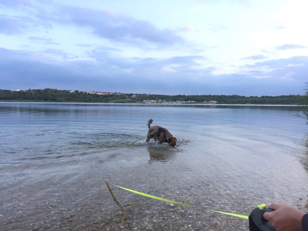 Chief mit Leine im See