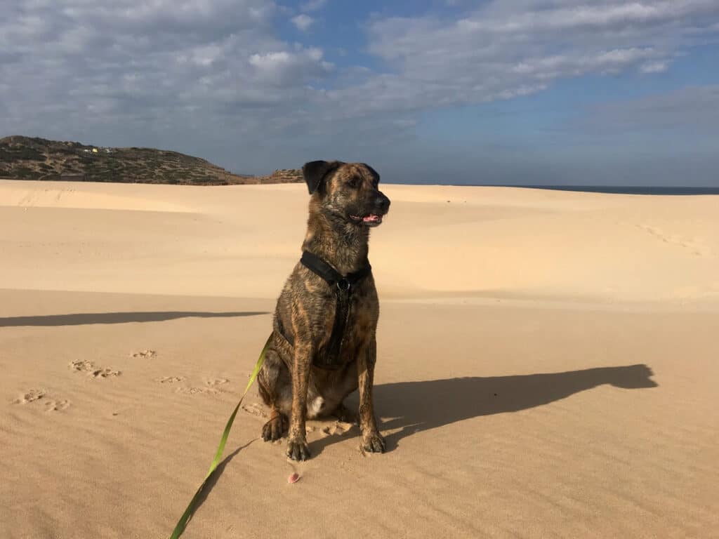 Hund mit Flexleine am Strand