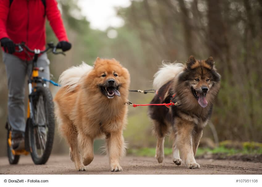 Zwei Hunde ziehen eine Person