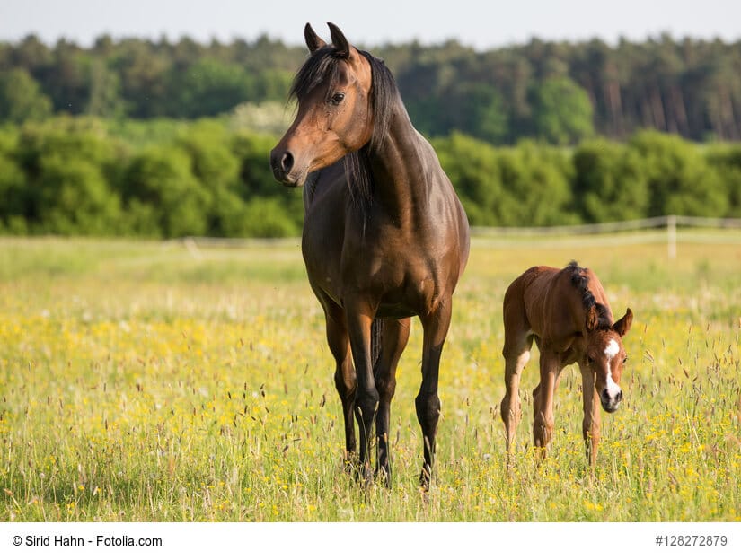 Arabisches Vollblut Rasseportrait