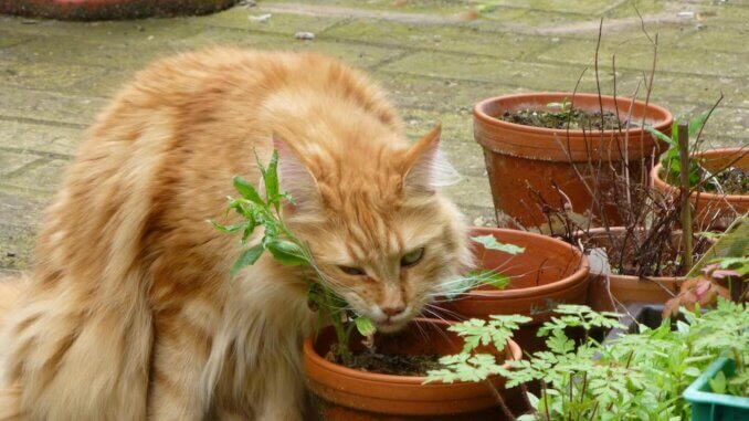 Katze knabbert an einer Pflanze