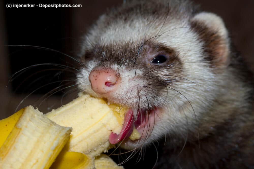 Nahaufnahme eines Frettchen, das von einer Banane abbeißt