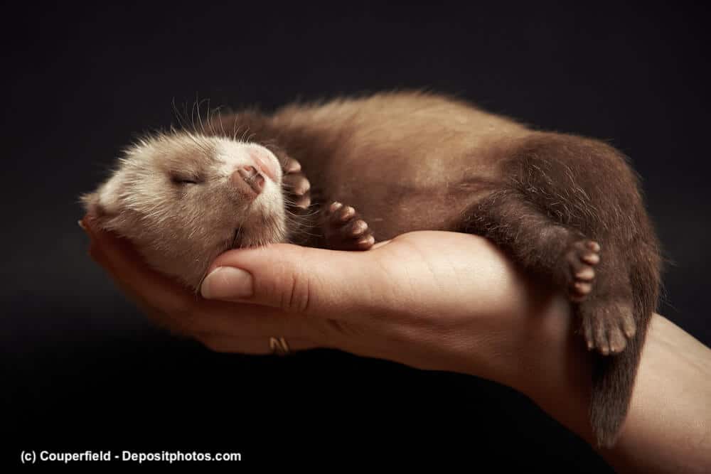 Junges Frettchen schläft auf einer Hand.