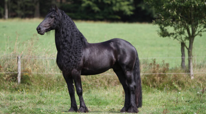 Friese