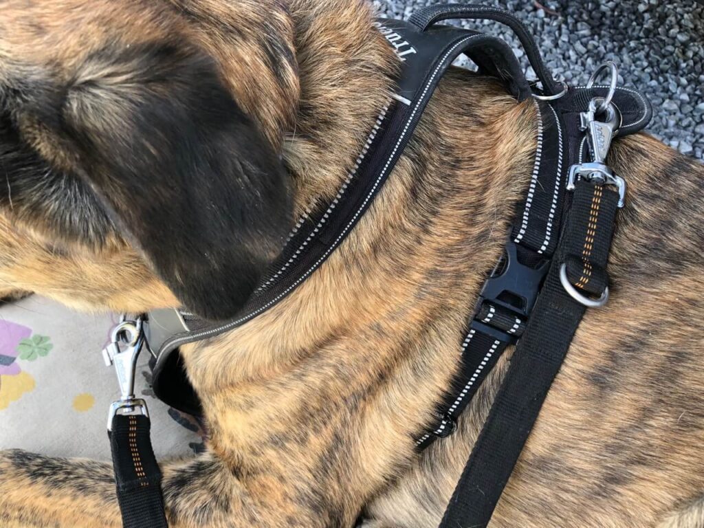Führleine Comfort Nylon von AniOne im Test