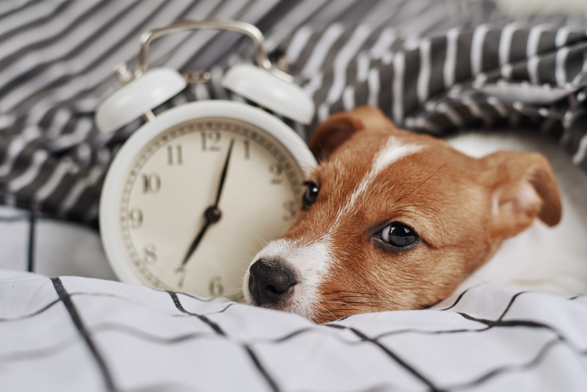 Ein Jack Russel Terrier liegt im Bett neben einem Wecker. Beschriftung lautet: Was die beste Fütterungszeit für dich und deinen Hund ist, kommt auf viele Faktoren an.