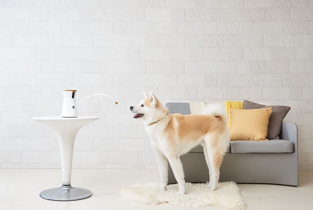 Ein Hund steht vor einer Couch und schaut zu einer Hundekamera Furbo
