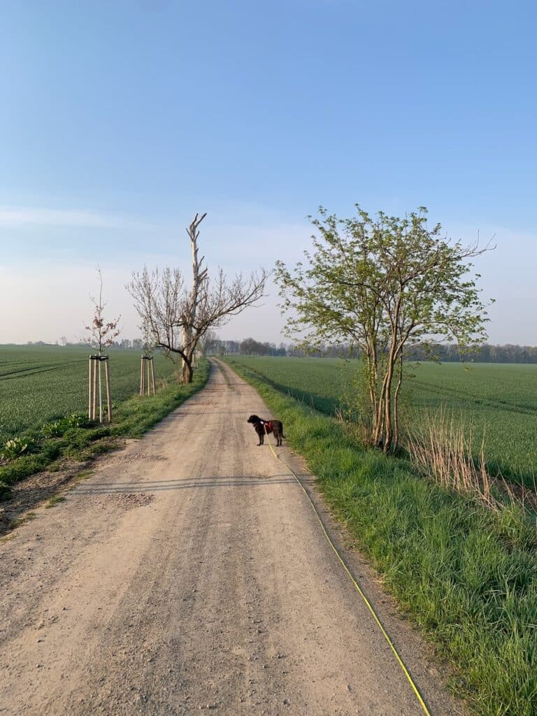 Mit dem zuverlässigen Tracker von tractive kann Testhündin Pepper auch in unbekannten Gegenden sorglos an der langen Schleppleine laufen.
