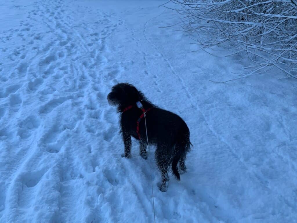 Bisher hat der GPS-Tracker von Weenect jedes Wetter problemlos mitgemacht.