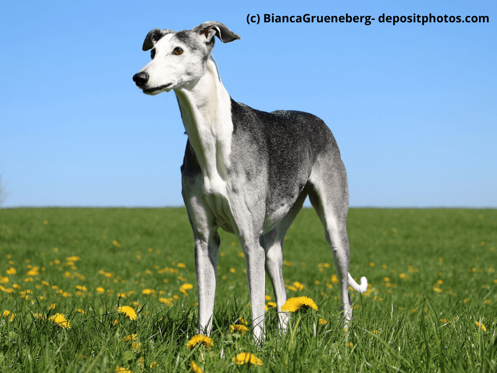 Galgo Español Steckbrief