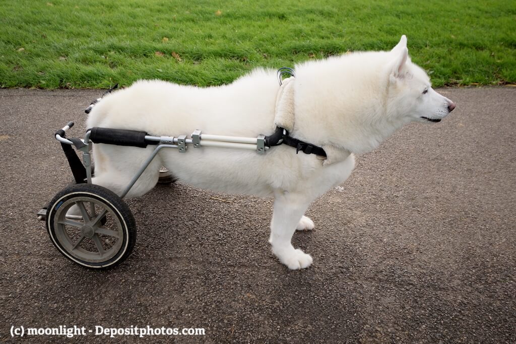 Ein weißer Hund mit einem Rollwagen als Gehhilfe