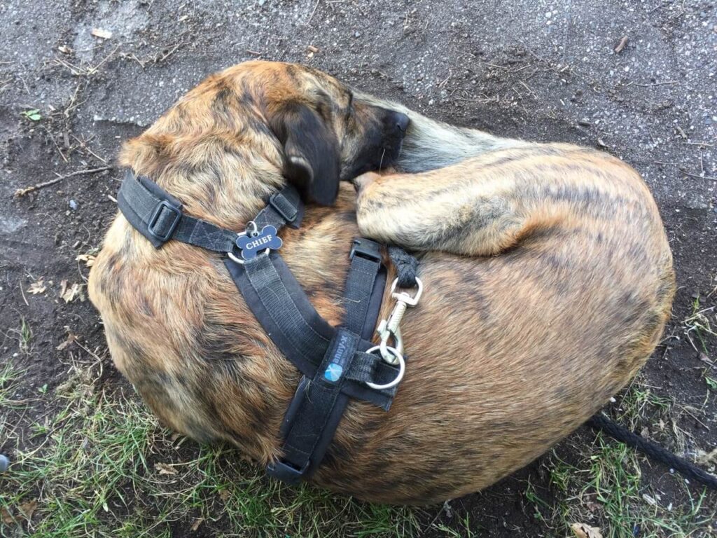 Braungetigerter Hund Chief liegt eingekringelt draußen auf dem Boden und schläft. Beschriftung lautet: Schlafen ist mit dem Brustgeschirr von anny-x kein Problem.