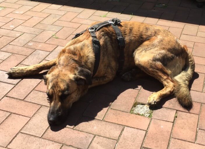 Hund mit Geschirr liegt in der Sonne.
