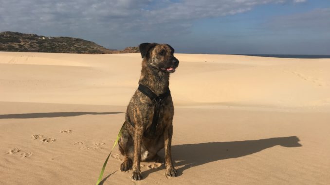 Hund mit Geschirr sitzt am Meer.