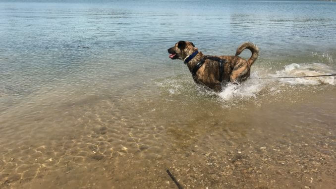 Hund planscht im Wasser.