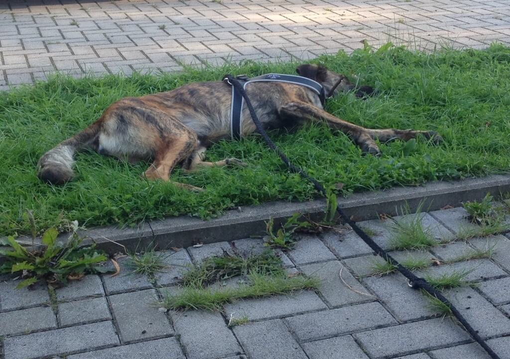 Kein Seitenverschlüsse bei dem TrePonti Geschirr