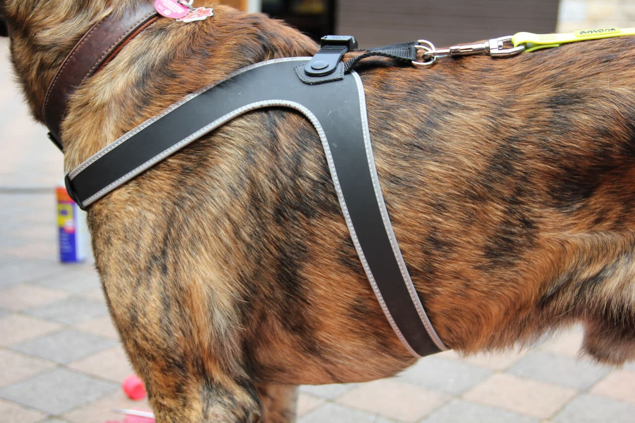 Die richtige Passform eines Hundegeschirrs