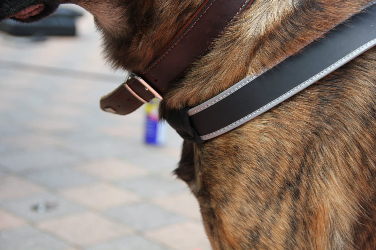 Nahaufnahme des Brustgurtes eines Tre Ponti Hundegeschirr