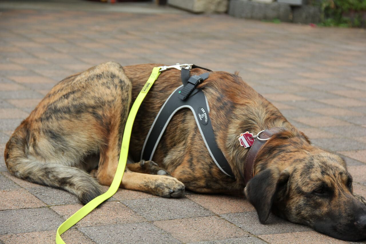 Ein Hund liegt auf einem Hof, trägt ein Tre Ponti Hundegeschirr und eine gelbe Schleppleine