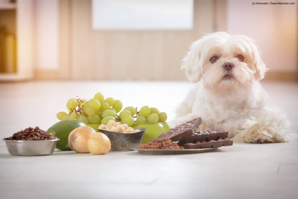 Kleiner weißer Malteser sitzt an einem Tisch mit Weintrauben, Zwiebeln und Schokolade. Beschriftung lautet: Nicht nur Giftköder oder Dünger auf dem Feld können deinen Hund vergiften.