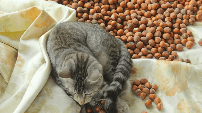 Katze liegt auf Nüssen
