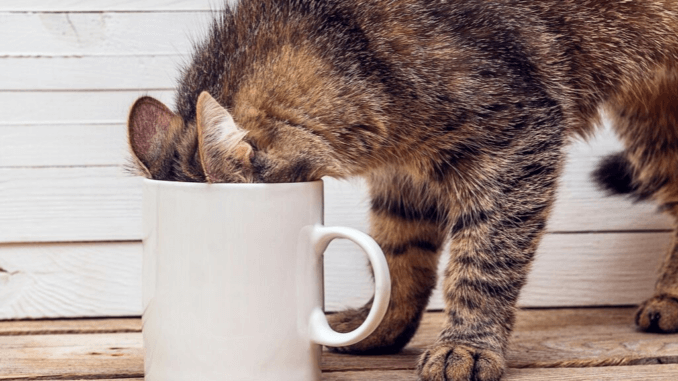 Katze mit Kopf in Kaffeetasse