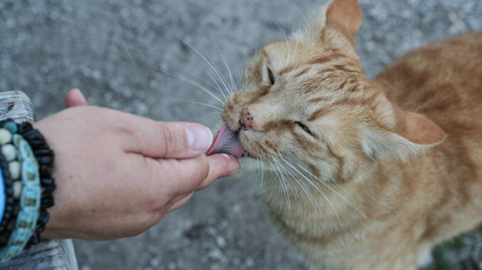 Katze schleckt Sahne von Finger