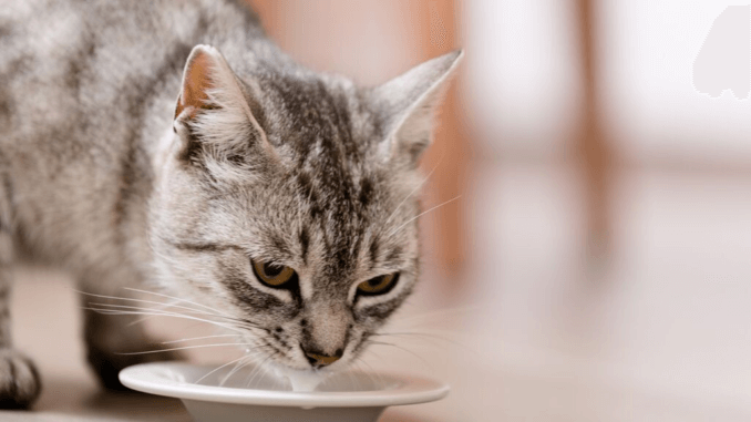 Katzen trinkt Milch