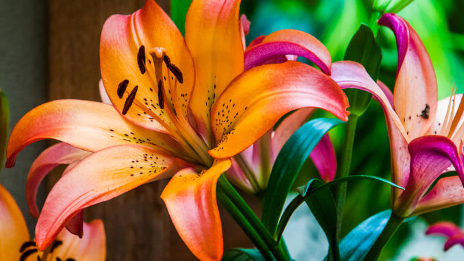 Lilien sind prachtvolle Blumen und als Zimmer- und Gartenpflanzen beliebt.