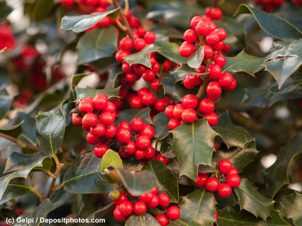 Stechpalme / Ilex Blätter und Früchte sind giftig für Hunde