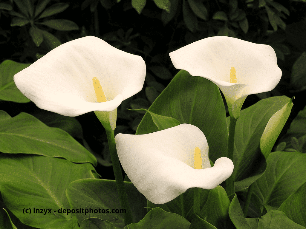 Calla