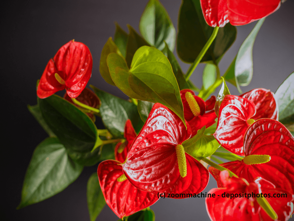 Flamingoblume