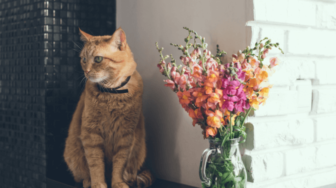 Katze mit Blumenstrauß