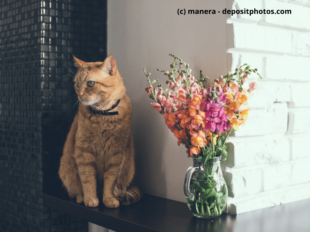 Katze mit Blumenstrauß