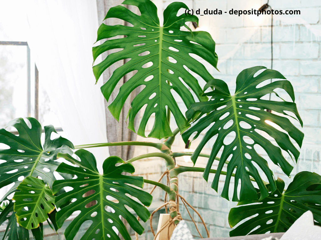 Monstera