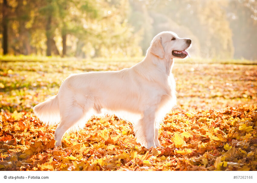 Ein klassisch schöner Golden Retriever