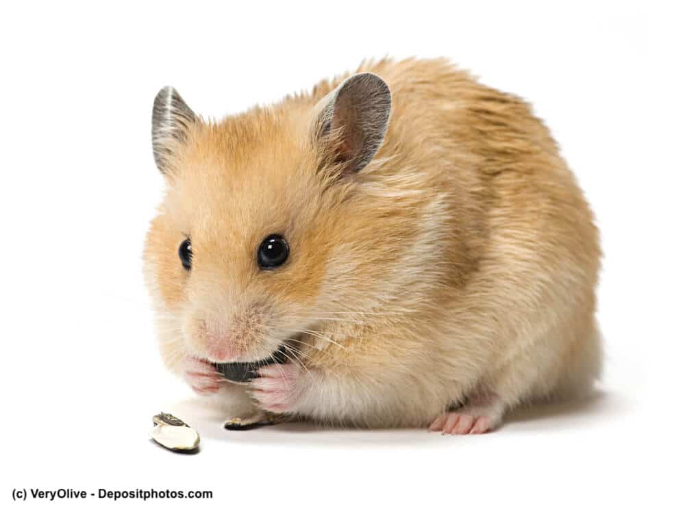Cremefarbener Goldhamster von vorn gesehen wie er frisst auf weißem Hintergrund