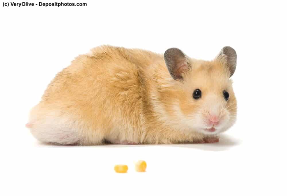 Cremefarbener Syrischer Goldhamster seitlich zu sehen vor weißem Hintergrund im Vordergrund zwei Maiskörner