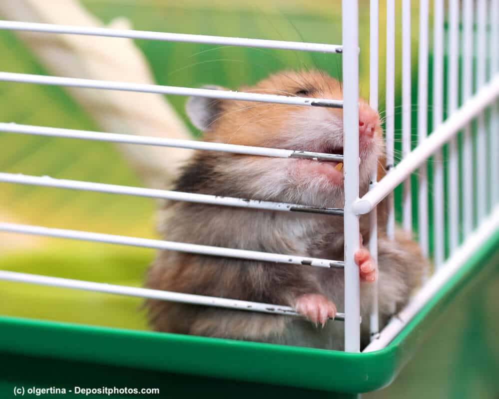 Goldhamster nagt an den Stangen seines Käfigs
