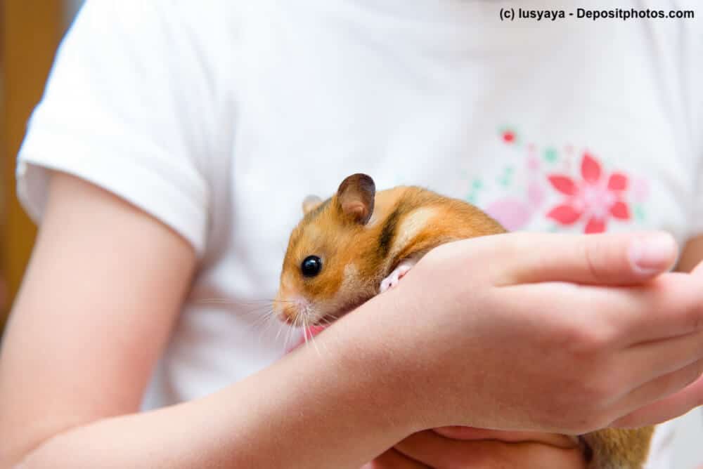 Zahmer Goldhamster sitzt auf einer Kinderhand