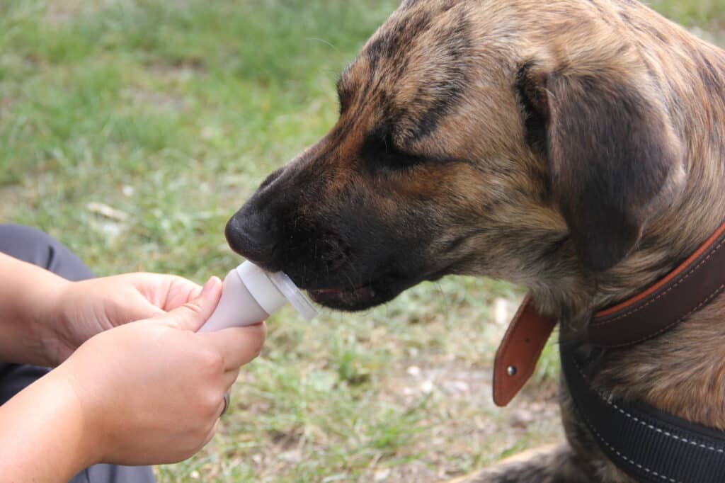 Schleckertuben helfen deinen Hund abwechslungsreich zu belohnen.