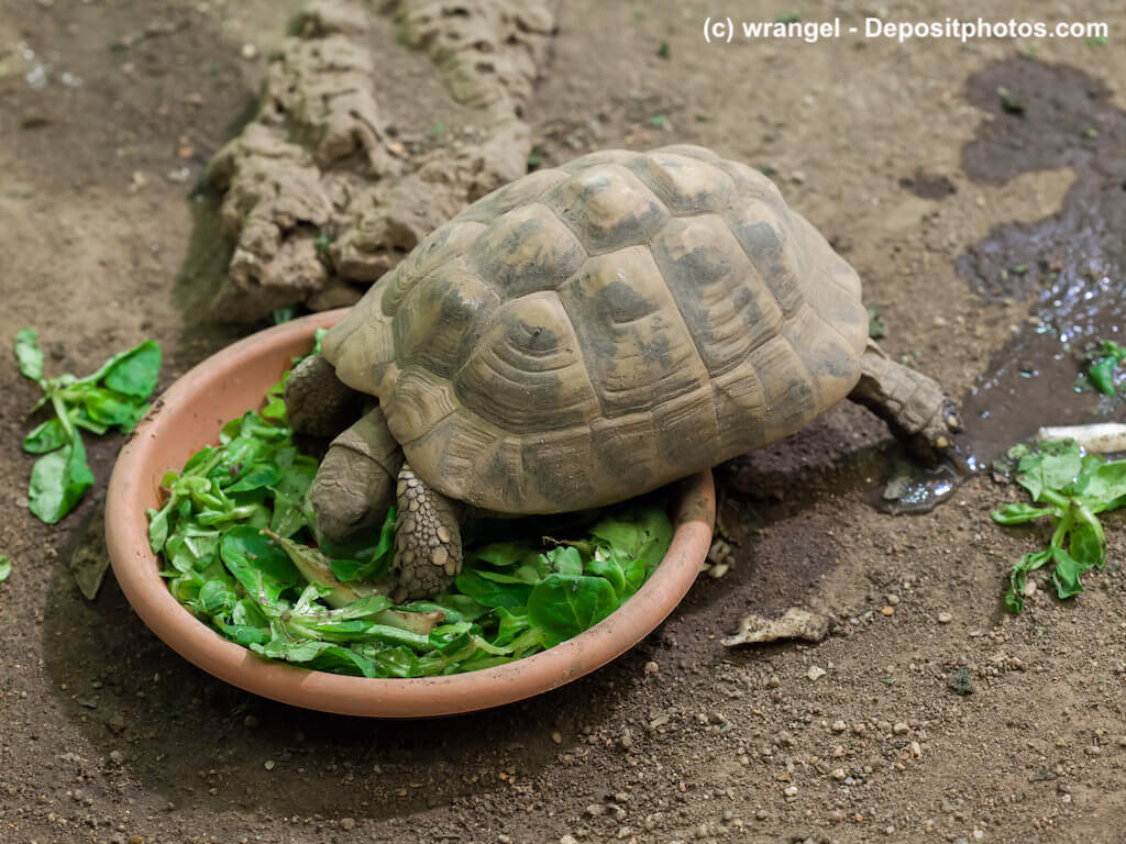 Testudo hermanni - Griechische Landschildkröte mit Futterschale
