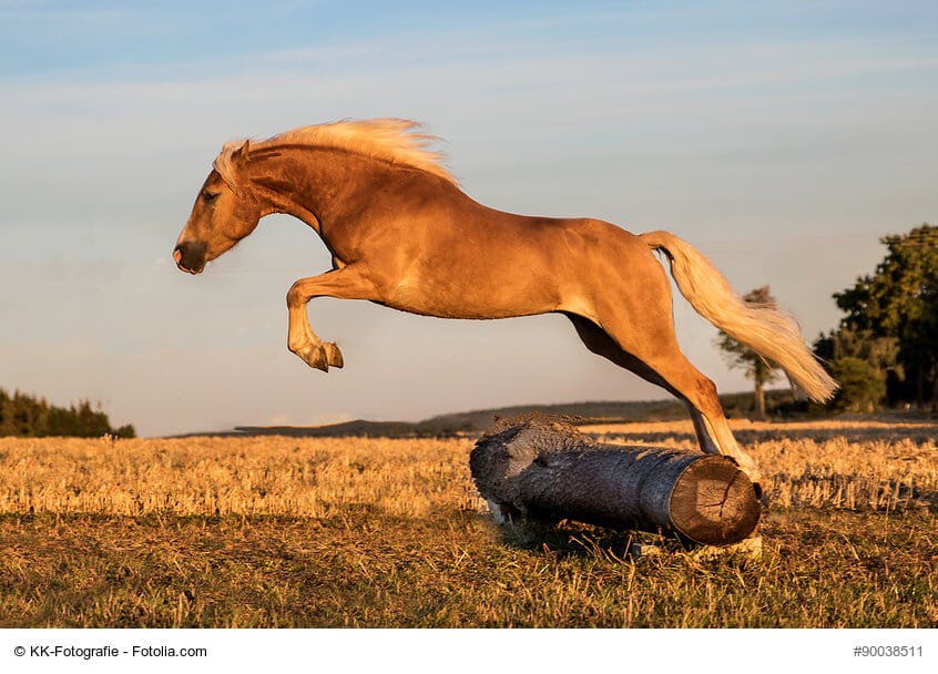 Die größten Ponys- Haflinger in Aktion