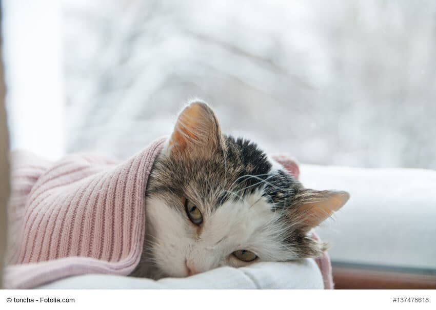 Zugedeckte, kranke Katze: Geh nicht erst zum Tierarzt, wenn deine Katze bereits apathisch ist oder nicht mehr frisst! Lass auch Unsauberkeit gesundheitlich abklären.