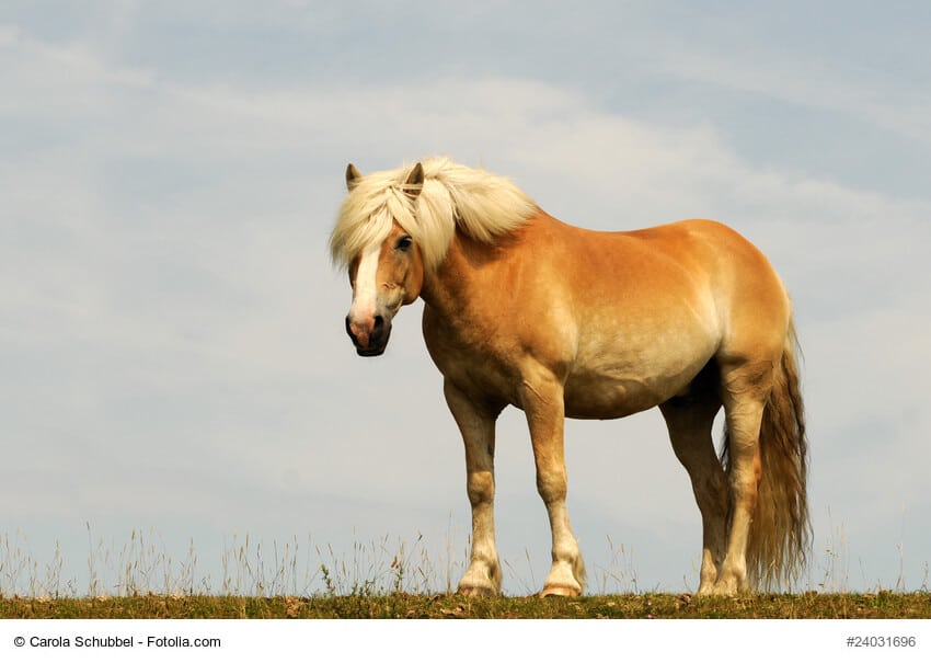 Haflinger sind tolle Pferde für lange Ausritte im Gelände. Ihre Pferdefarbe wird als Lichtfuchs bezeichnet.