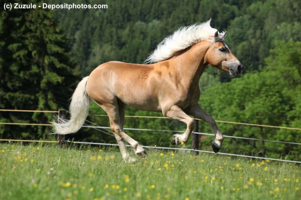 Haflinger-Steckbrief