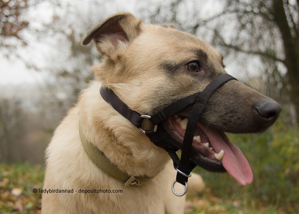 Ein heller Hund trägt ein schwarzes Halti bzw. Kopfhalfter.