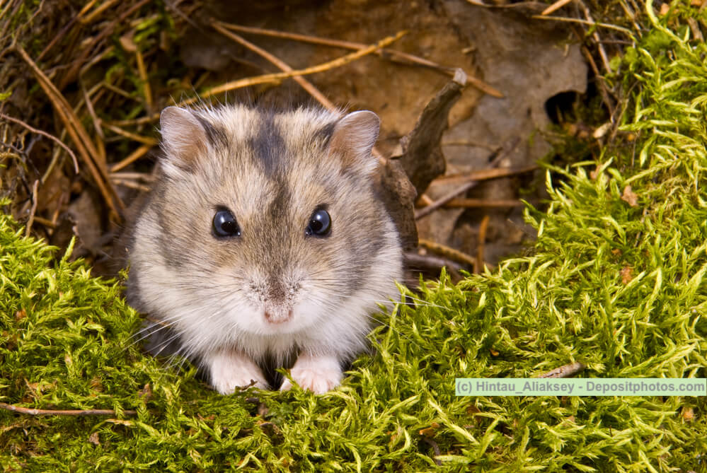Hamsterarten, kleiner grau weißer Hamster auf Moos